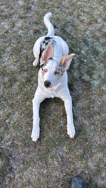 Foto di Arya