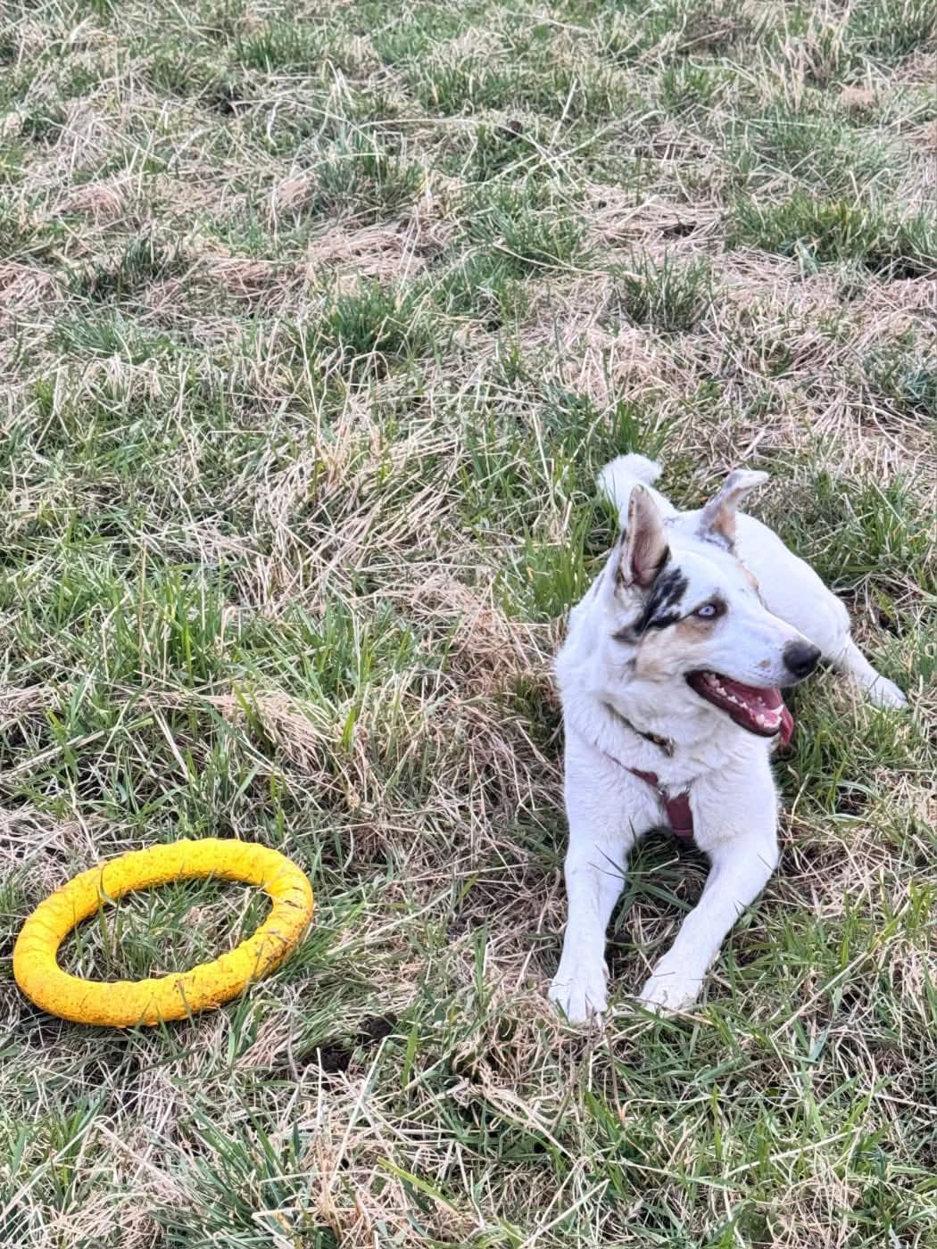 Foto di Arya è stata adottata!