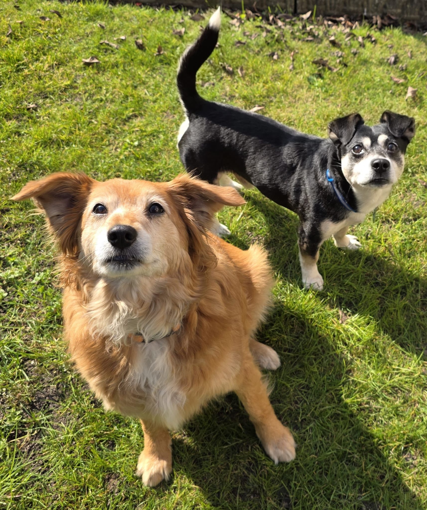 Foto di Kiro è stata adottato!