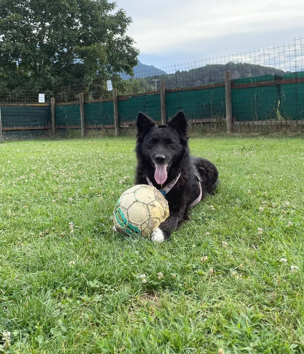 Foto di Max