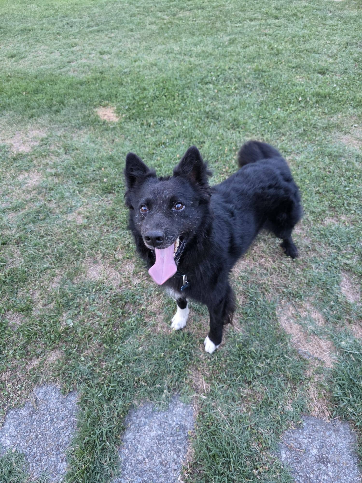 Foto di Max
